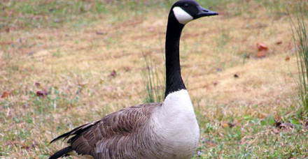 CanadianGoose