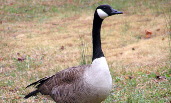 CanadianGoose