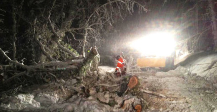 Devon County Council Tree Clearance