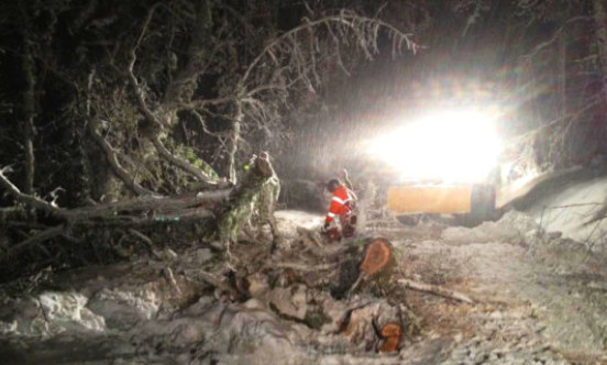 Devon County Council Tree Clearance