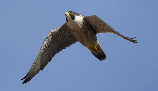 Peregrine falcon