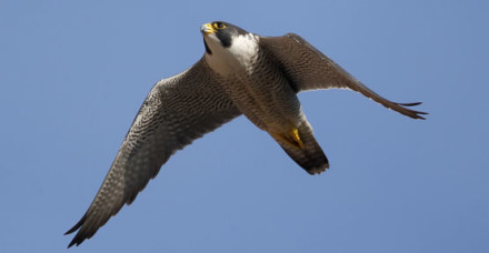 Peregrine falcon