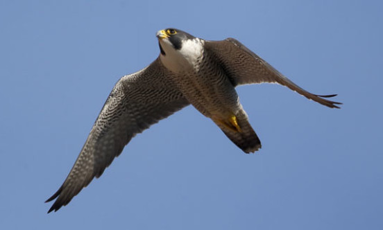 Peregrine falcon