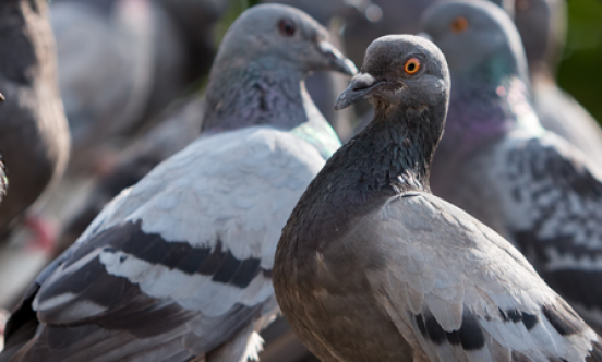 Pigeons