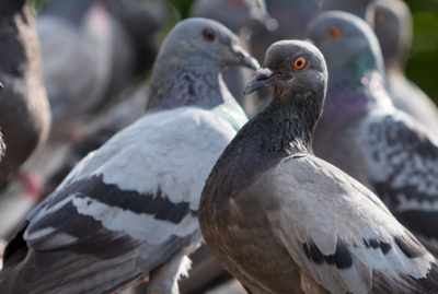 Pigeons