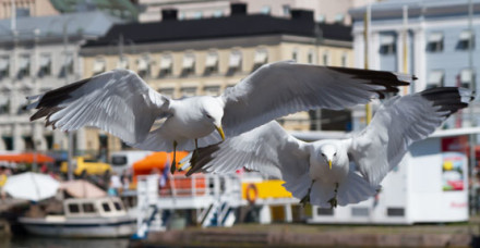 Problem Gulls