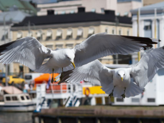 Problem Gulls