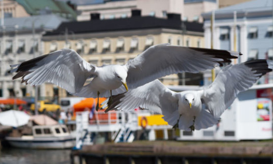 Problem Gulls