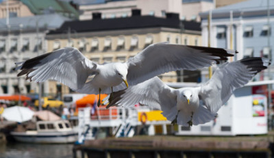 Problem Gulls