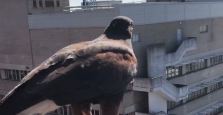 Southampton Hospital Bird control