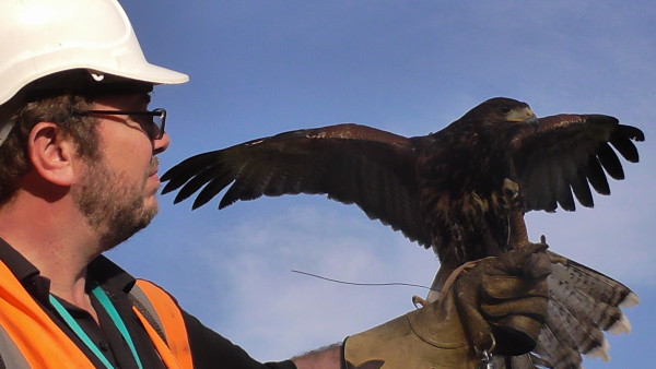 falconry people landfill hawk