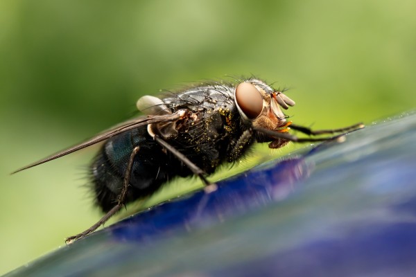 Fly Infestation? How to Get Rid of Flies in the House