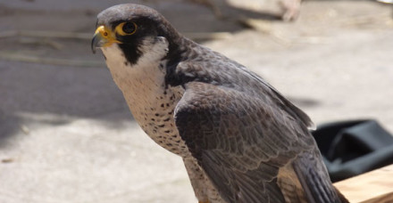 peregrine outside