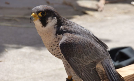 peregrine outside