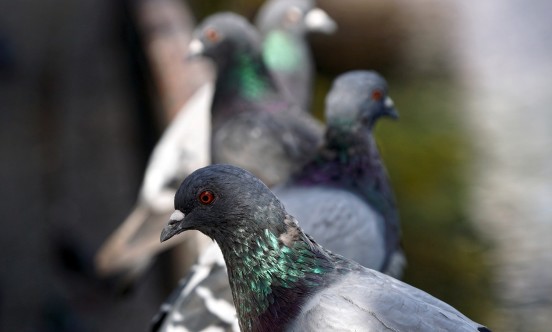 pigeons 4509124 1920