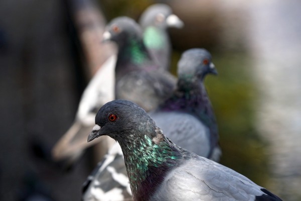 pigeons 4509124 1920