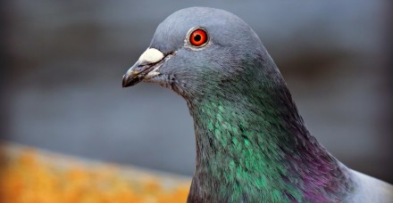 rock dove 4056094 1920