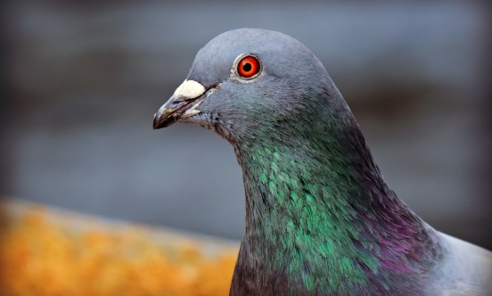 rock dove 4056094 1920