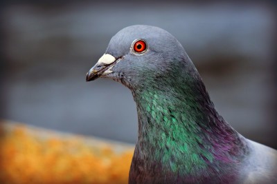 rock dove 4056094 1920