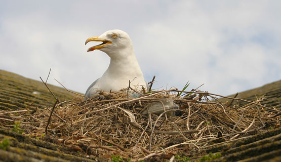 roof nesting gull