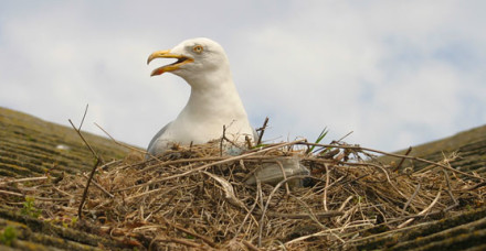 roof nesting gull