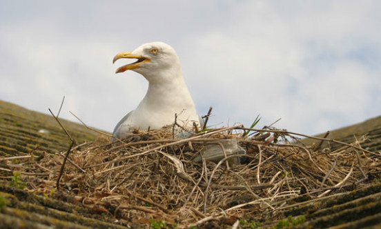 roof nesting gull