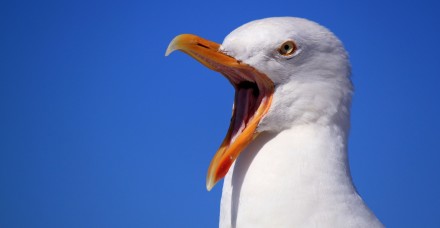 seagull 249638 1920