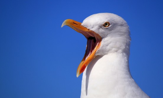 seagull 249638 1920