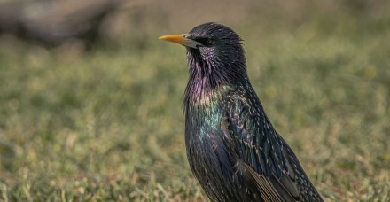 starling 7497379 1920