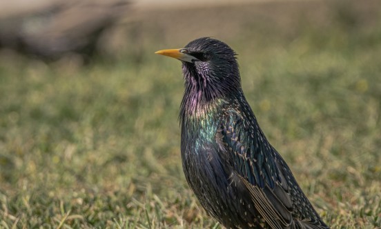 starling 7497379 1920