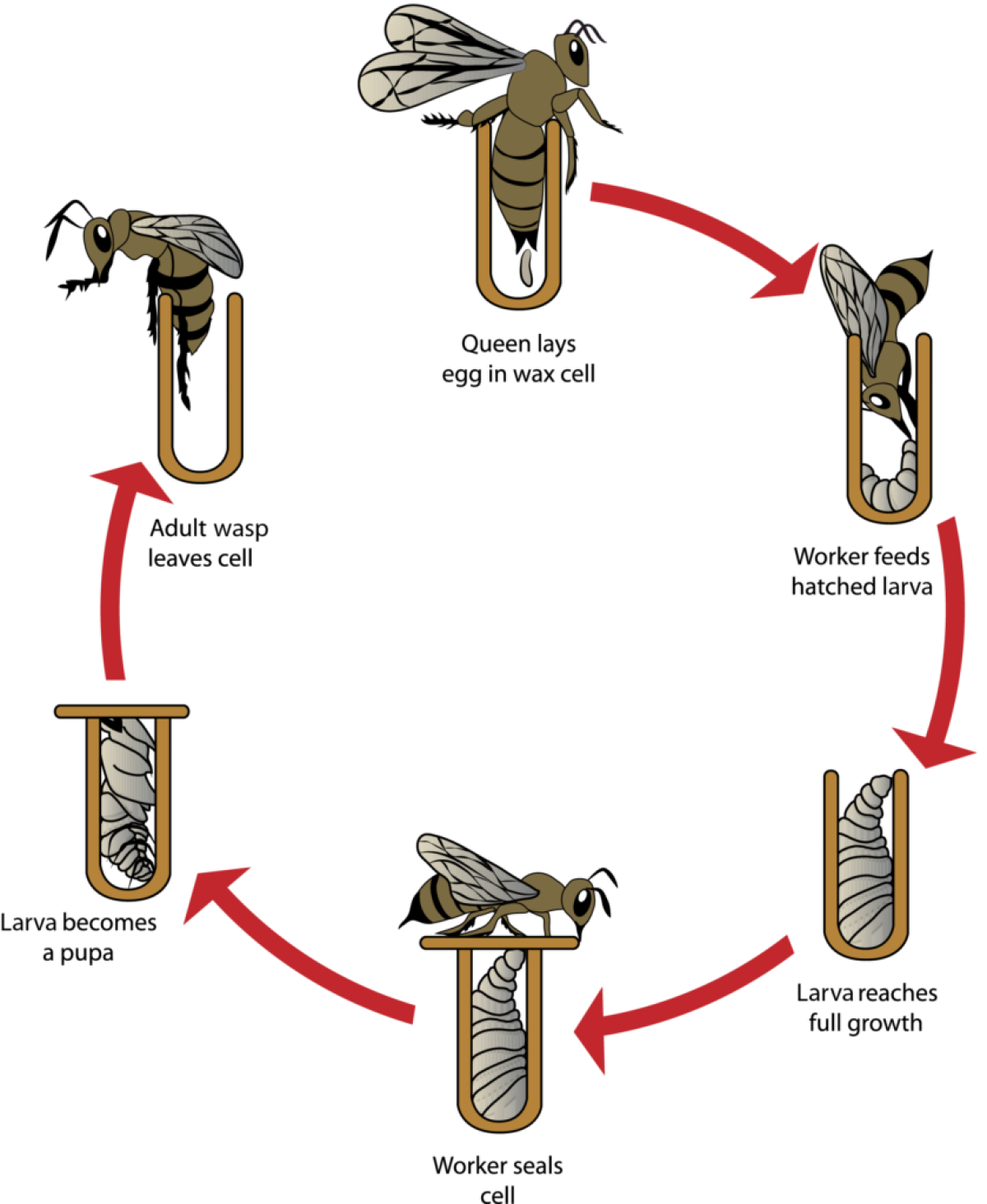 Wasp Life Cycle Diagram