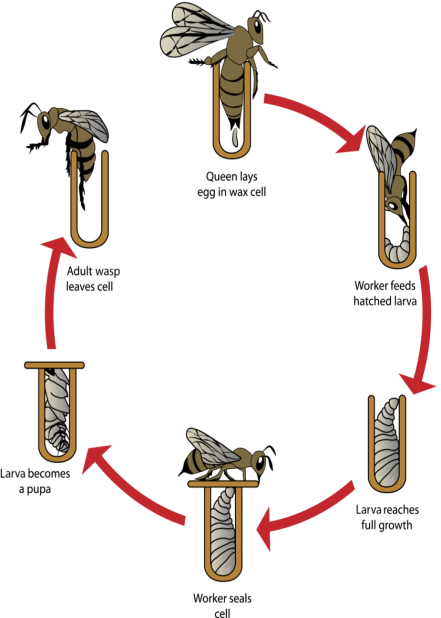 Yellow Jacket Wasp Life Cycle