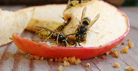 wasp on fruit