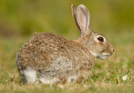 Rabbit web 800x559
