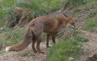 Stock.xchng Fox 742058 46976354 Rights Okay 1024x651