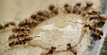 ants gb6b9f24a7 1920