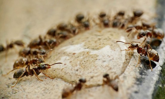 ants gb6b9f24a7 1920