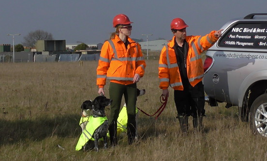 ecology workign dogs nesting birds