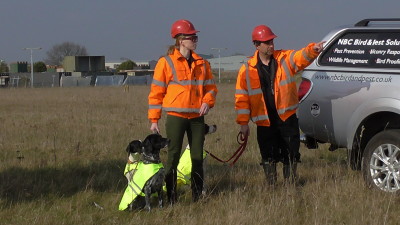 ecology workign dogs nesting birds