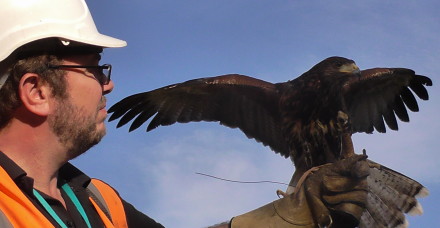 falconry people landfill hawk