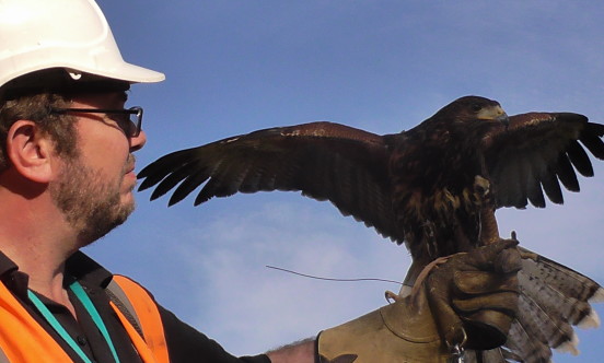 falconry people landfill hawk