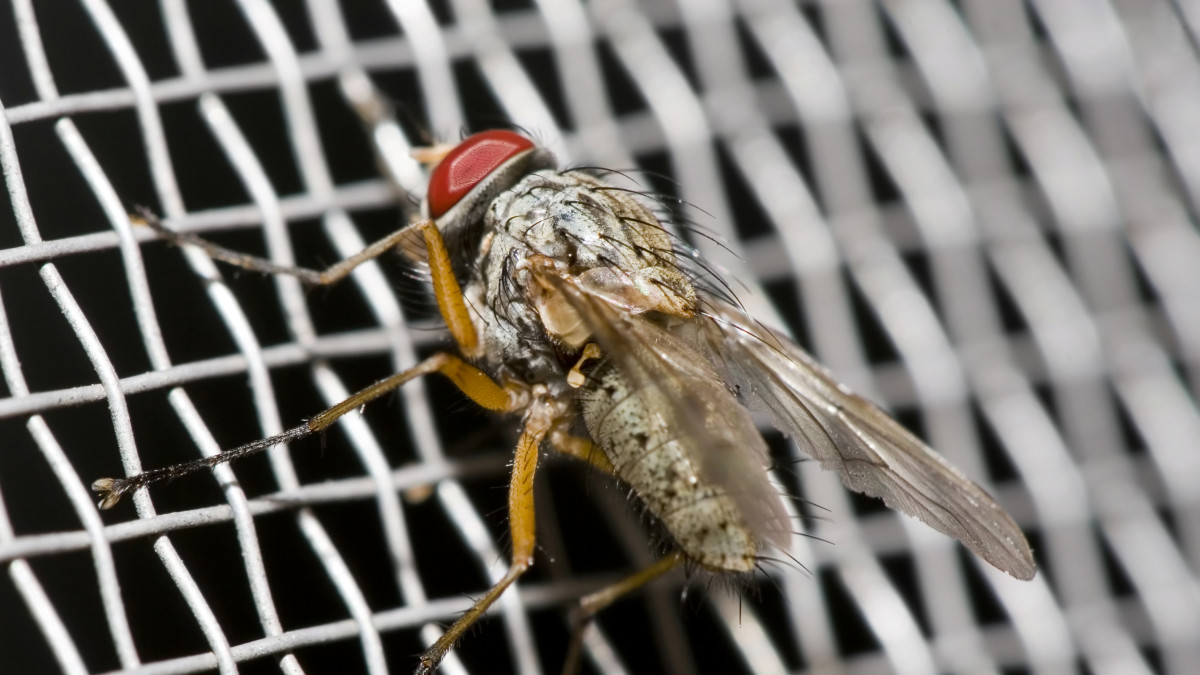 Get Rid of House Flies: House Fly Control Information