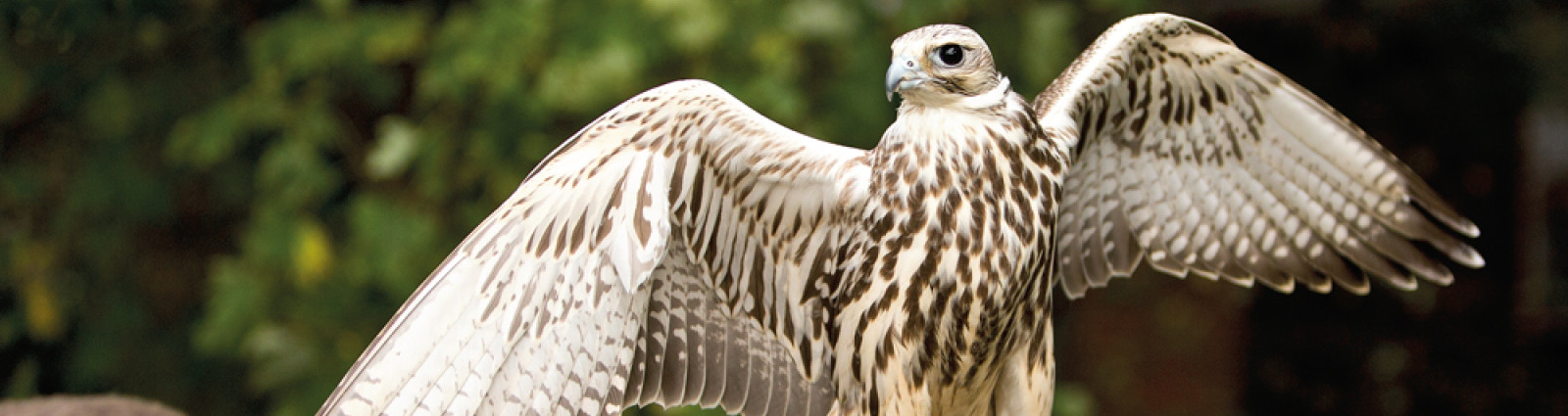 Gary butcher Falcon