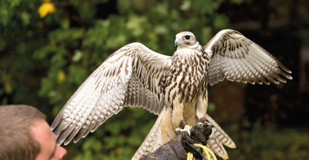 Gary butcher Falcon