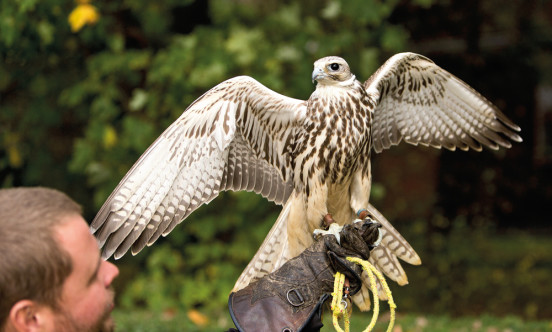 Gary butcher Falcon