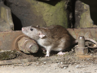 RAT