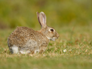 Rabbit