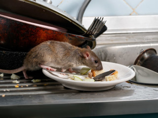 Rat Kitchen 1024x683