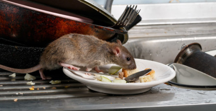 Rat Kitchen 1024x683