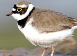 ground nesting birds news e1594374645338 450x320